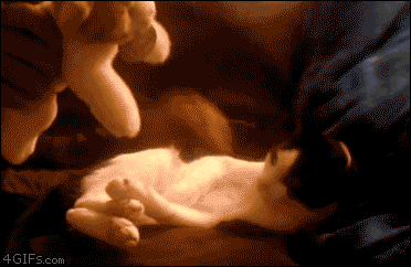 gatitoencuentrasumejoramigo