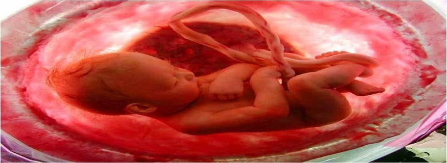 VIDEO: El milagro de la vida