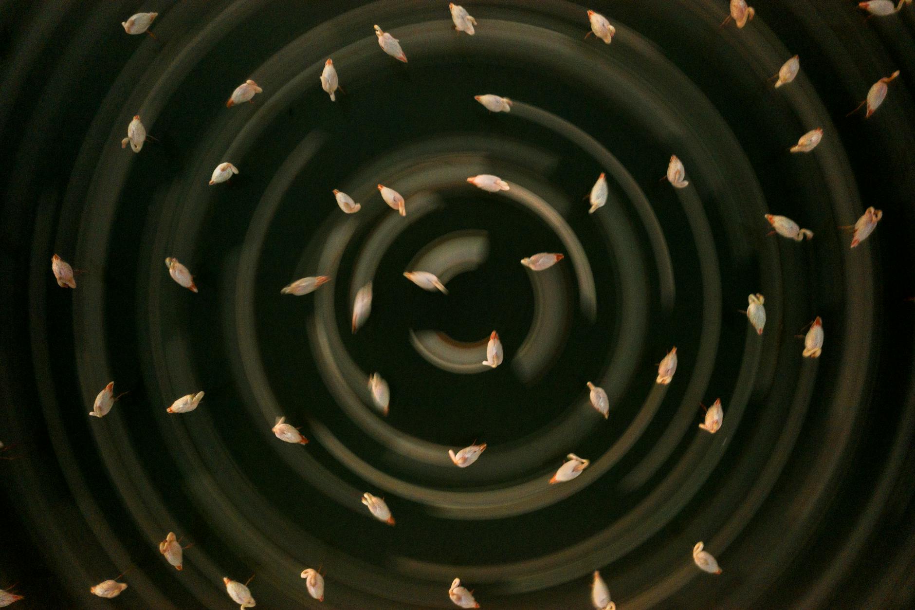 VIDEO: Impresionante parvada de aves.