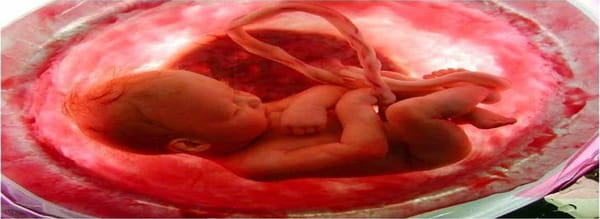 VIDEO: El milagro de la vida