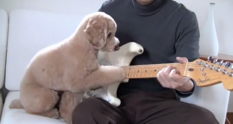 Video: Conoce a Mocha, el Poodle guitarrista