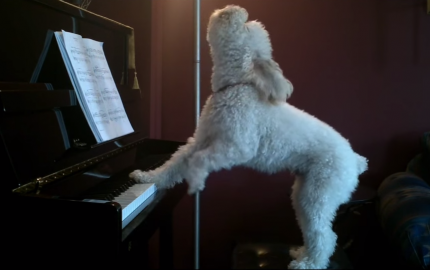 La importancia de ensayar en grupo, explicado por Tucker el perro cantante