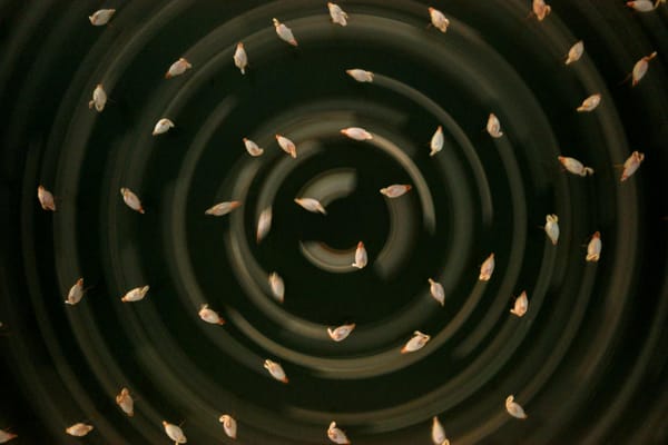 VIDEO: Impresionante parvada de aves.