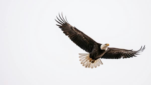 VIDEO: Transformación del águila, renovar o morir.